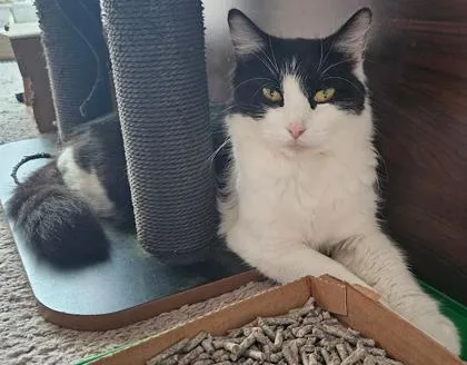 An adult large-sized female Black & White / Tuxedo Domestic Short Hair cat named Lola for adoption in Annapolis, MD