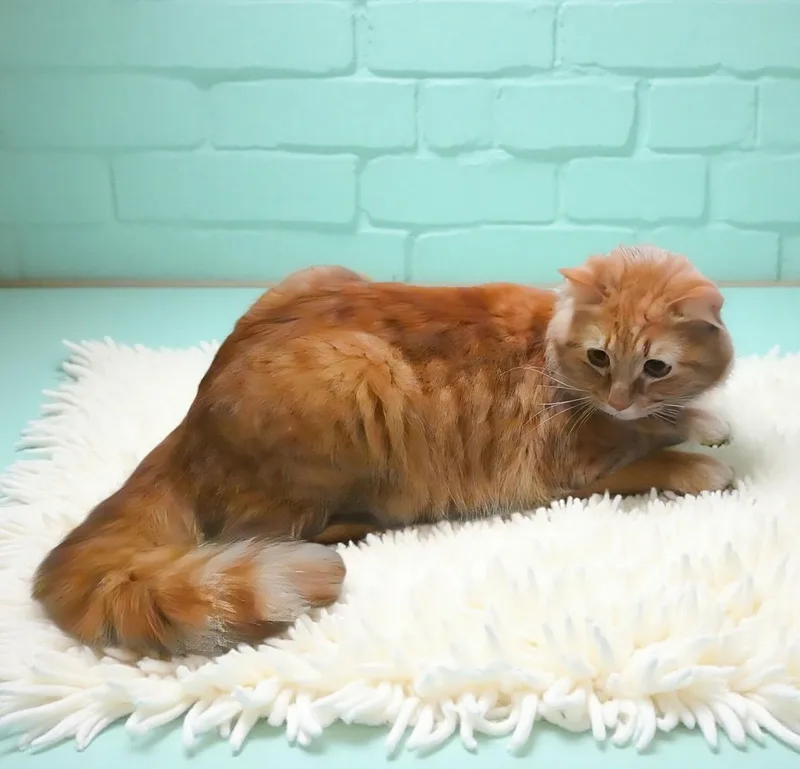 Garfield thumbnail 2