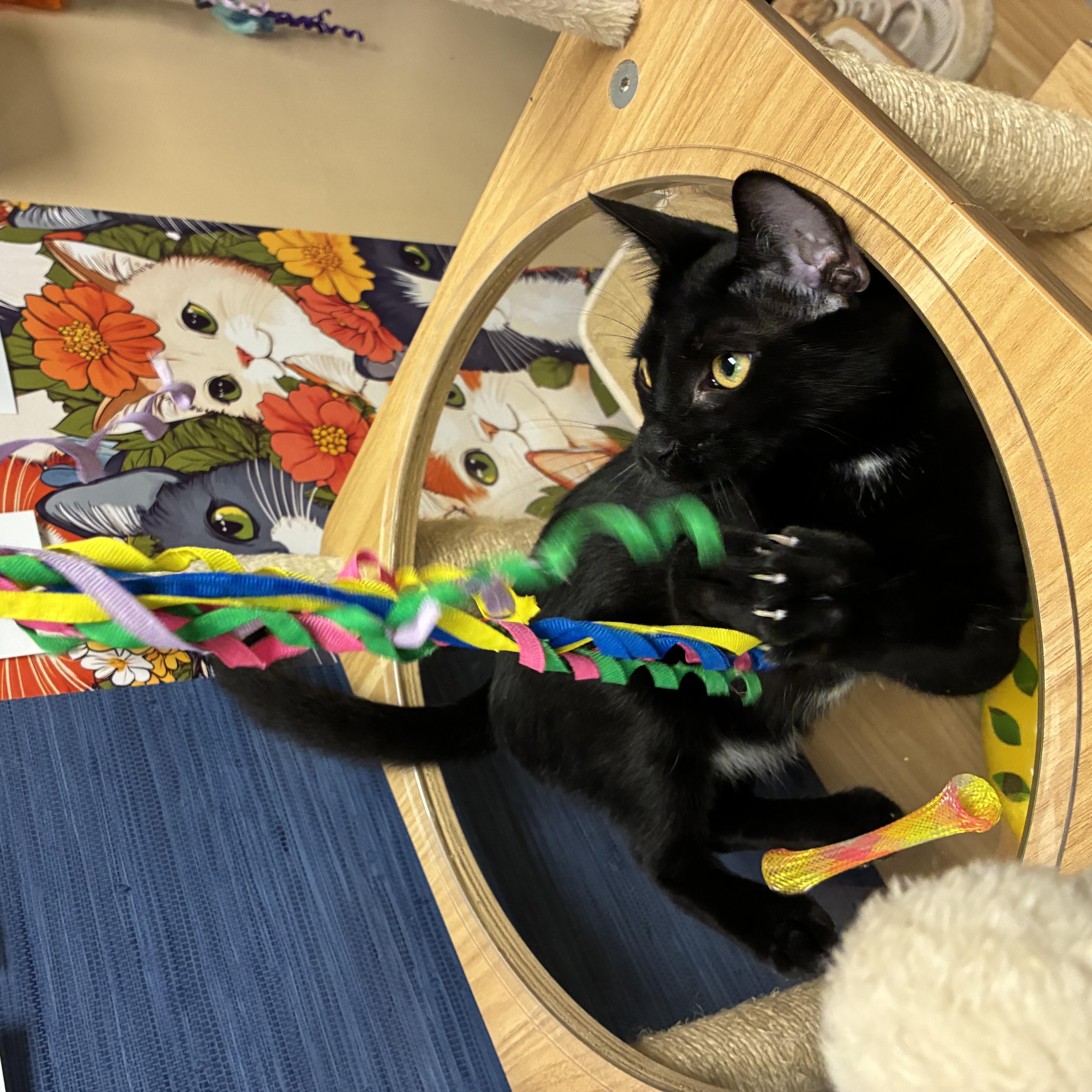 A baby medium-sized male Black Domestic Short Hair cat named Monk for adoption in East Point, GA