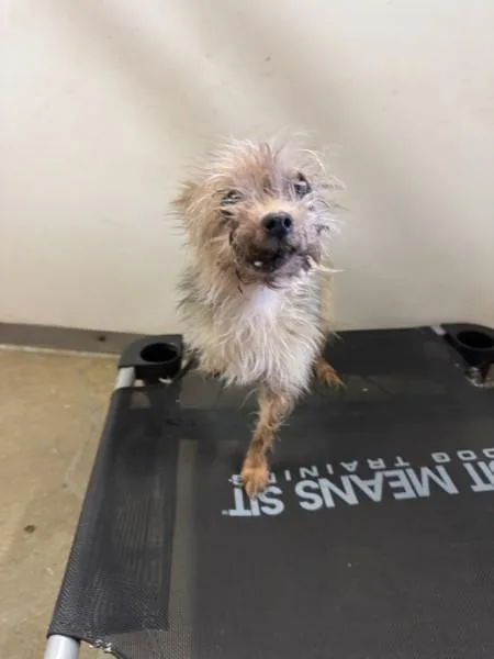 A senior small-sized female Yorkshire Terrier dog named Myrtle  RI for adoption in Bryan, TX