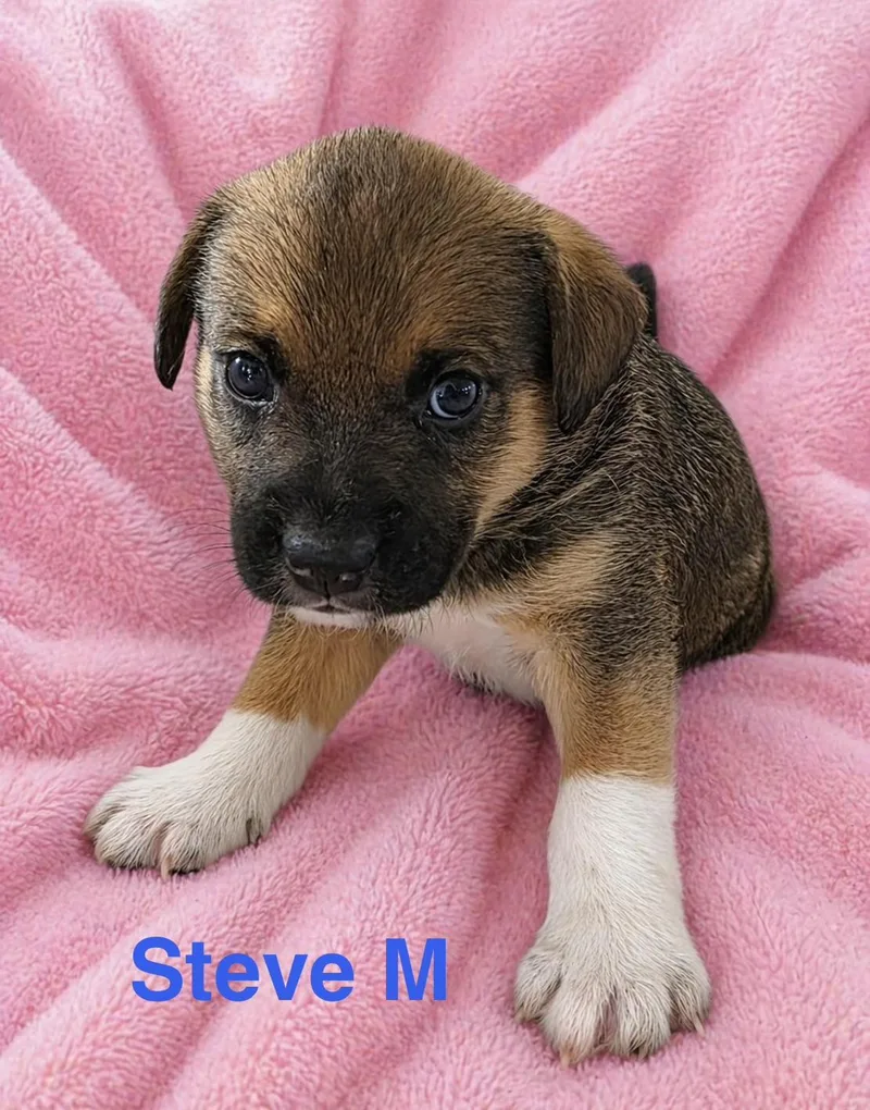 Steve