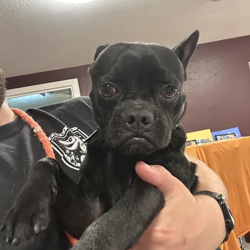An adult small-sized male Black Pug dog named Chimichanga for adoption in San Francisco, CA