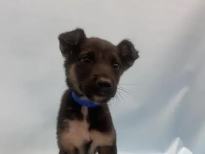 A baby large-sized male German Shepherd Dog dog named Skipper for adoption in Woodbury, MN