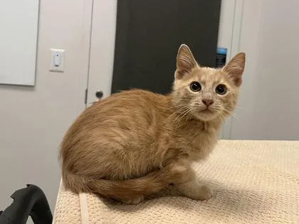 A baby small-sized male Buff / Tan / Fawn Domestic Short Hair cat named In My Best Adam for adoption in Kansas City, MO