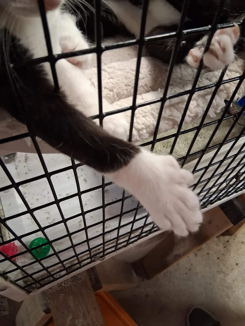 A baby medium-sized male Black & White / Tuxedo Extra-Toes Cat / Hemingway Polydactyl cat named Jasper and Robbie for adoption in Centreville, VA