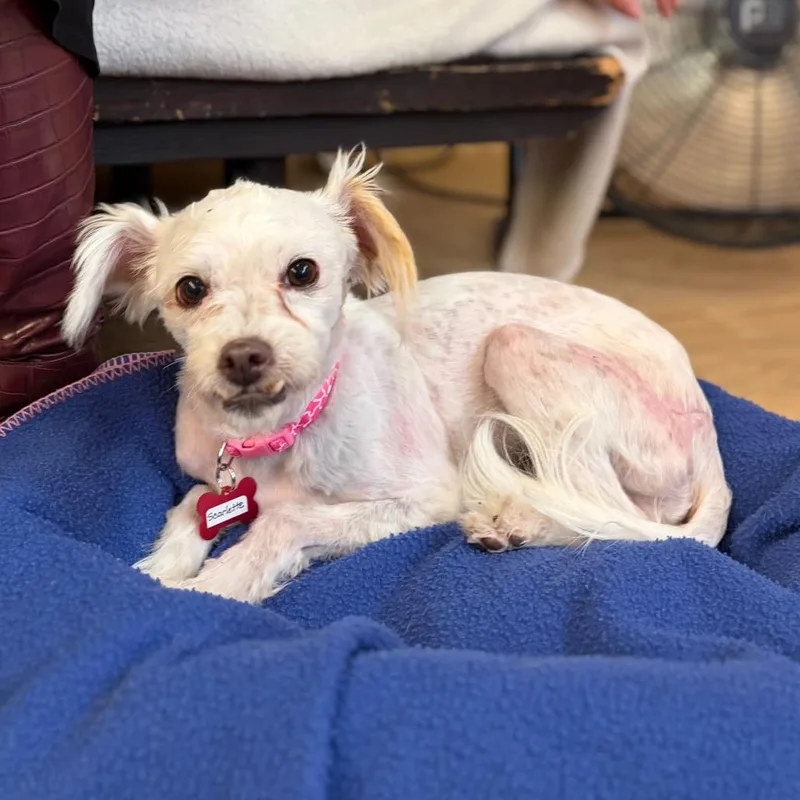 A senior small-sized female White / Cream Miniature Poodle dog named Scarlett for adoption in San Francisco, CA