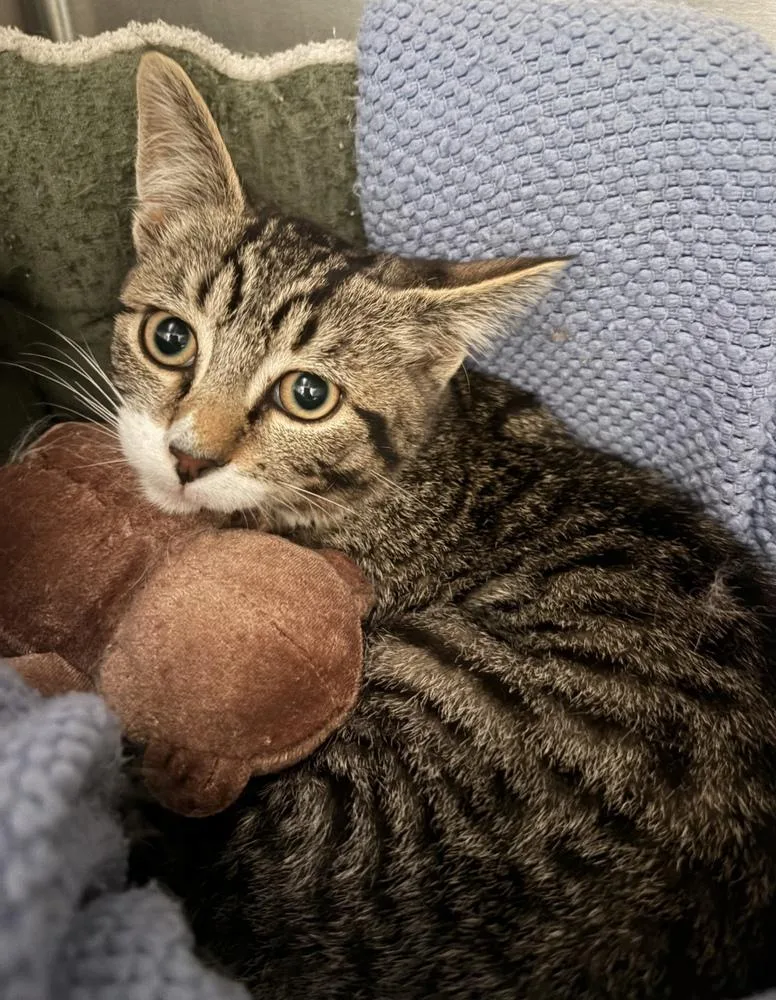 A baby small-sized male Gray & White Domestic Short Hair cat named Pixel for adoption in Challis, ID