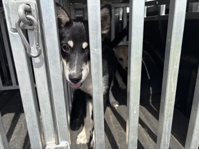 A young medium-sized female German Shepherd Dog dog named Aurora for adoption in Panama City, FL