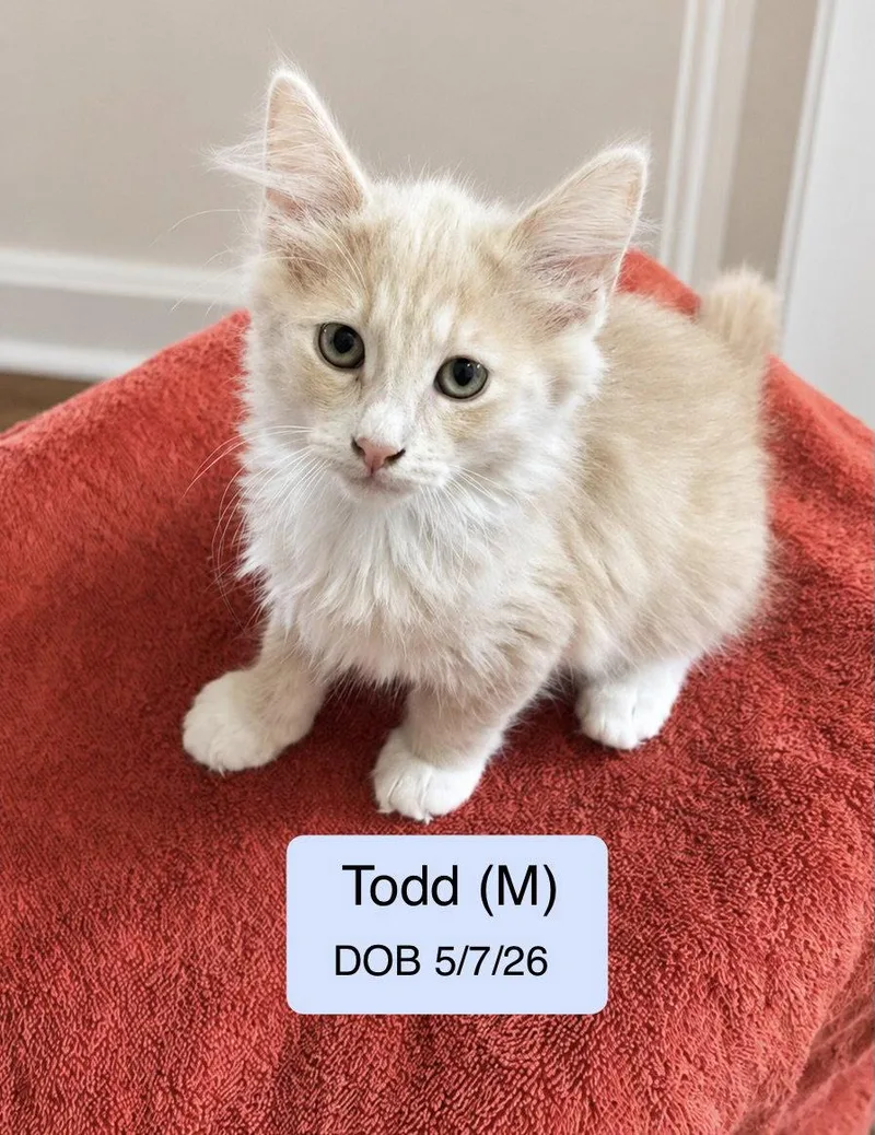 Todd