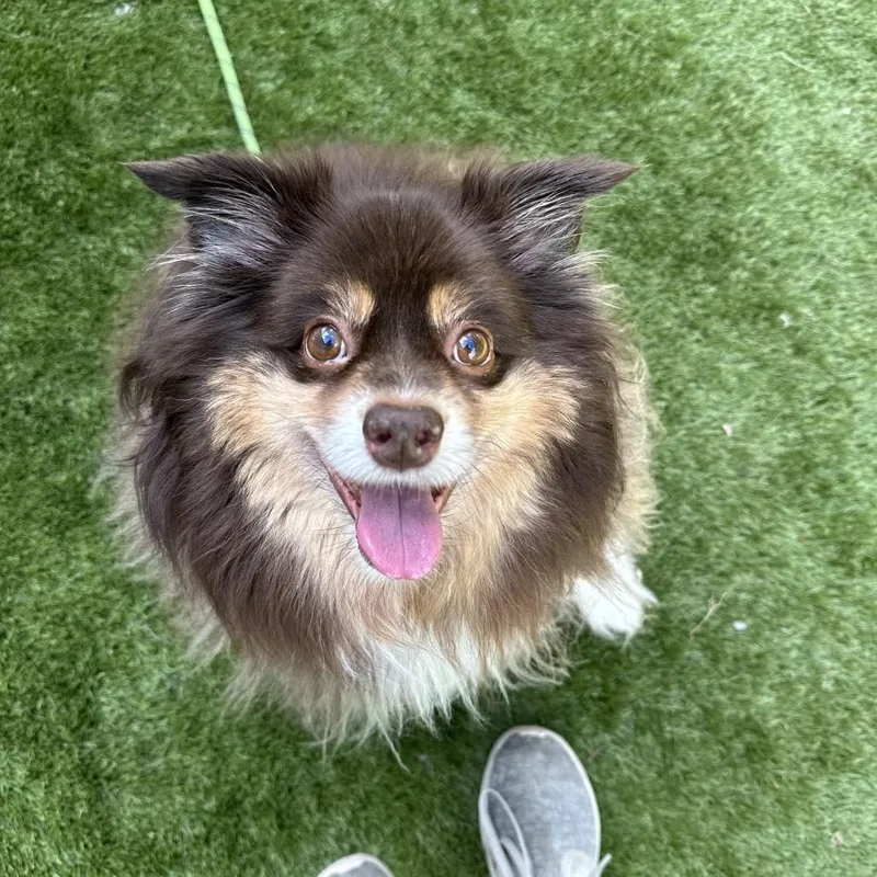 A senior small-sized male Mixed Breed dog named Linus for adoption in Davenport, IA