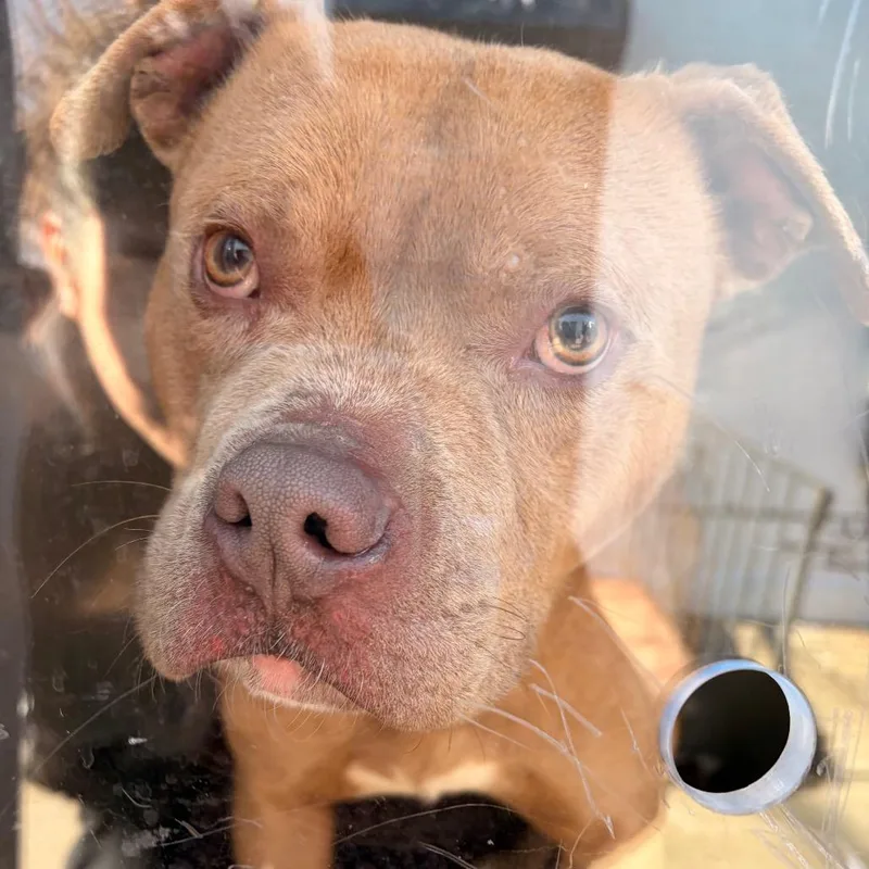 An adult medium-sized male Yellow / Tan / Blond / Fawn Mixed Breed dog named Warden for adoption in Philadelphia, PA