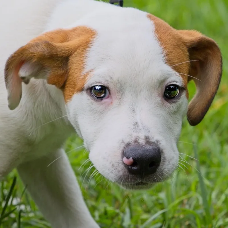 A baby medium-sized male Brown / Chocolate Mixed Breed dog named Lucio for adoption in South Elgin, IL