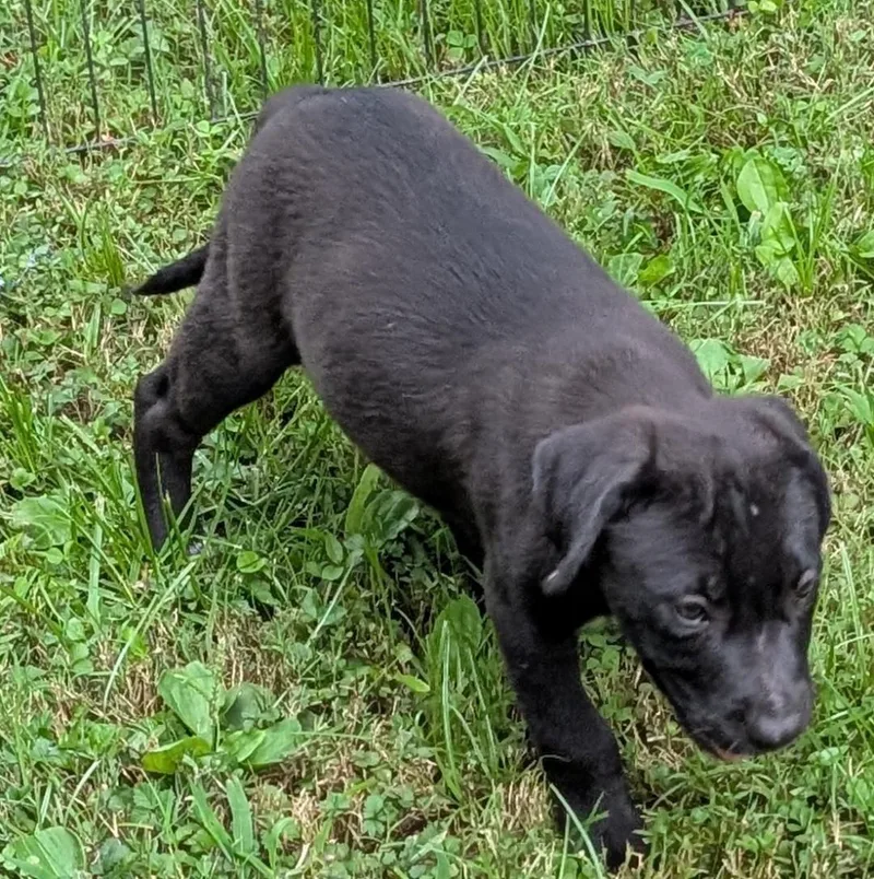 A baby medium-sized female Black Labrador Retriever dog named Bristol for adoption in Watertown, CT