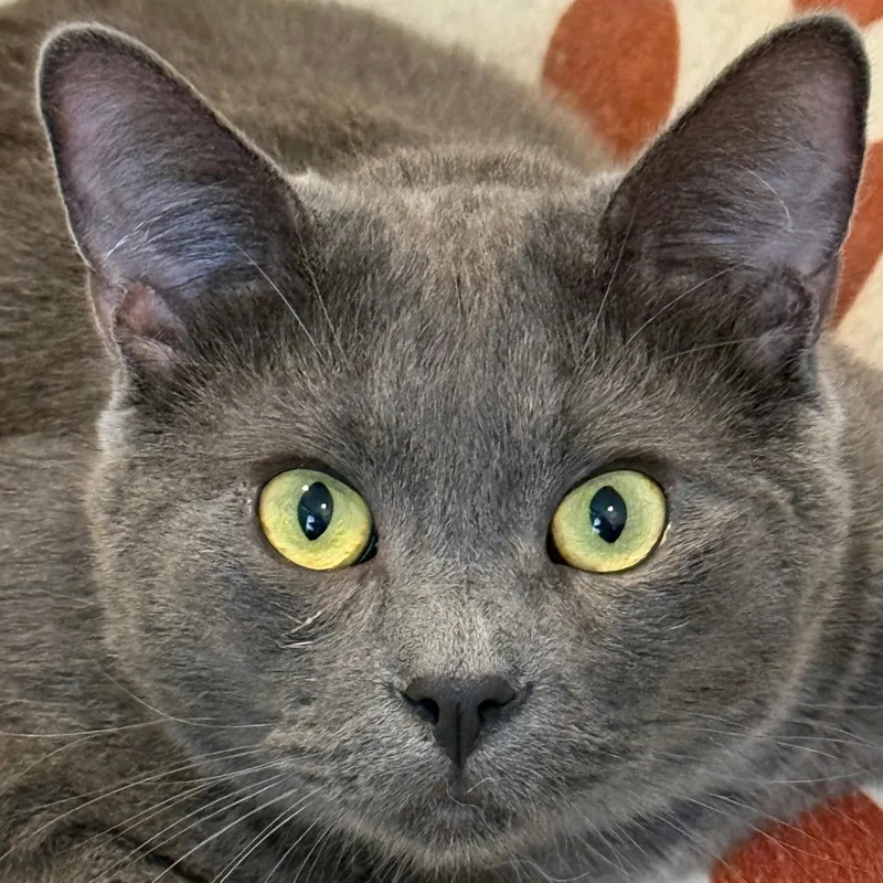 Gandalf The Gray thumbnail 3