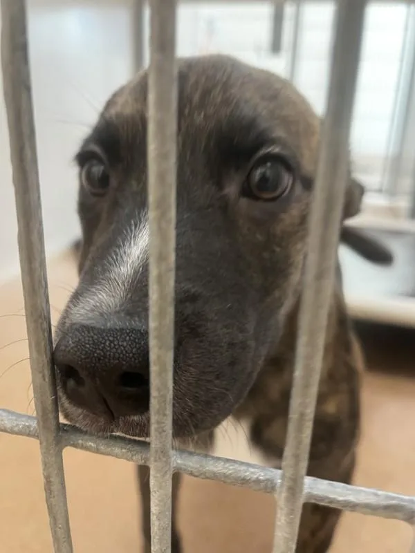 A baby medium-sized male Mixed Breed dog named Toffee for adoption in Santa Rosa, CA