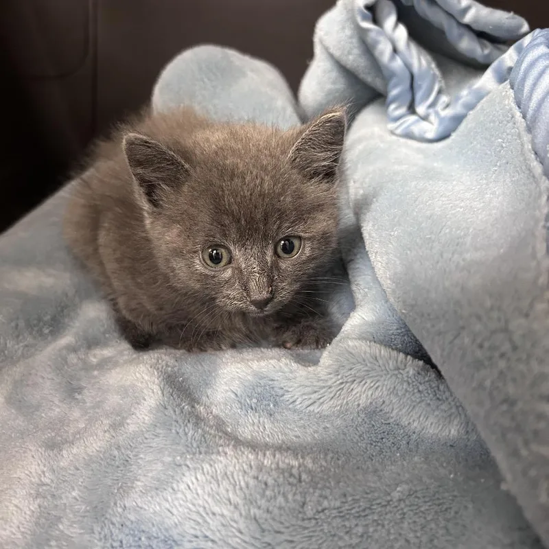 A baby small-sized male Gray / Blue / Silver Domestic Medium Hair cat named Glacier for adoption in Bastrop, TX