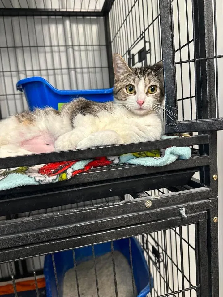A young medium-sized female American Shorthair cat named Izzie for adoption in Morocco, IN