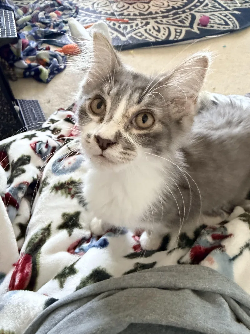 A young medium-sized female Tabby (Gray / Blue / Silver) Domestic Long Hair cat named Peep for adoption in Toledo, OH