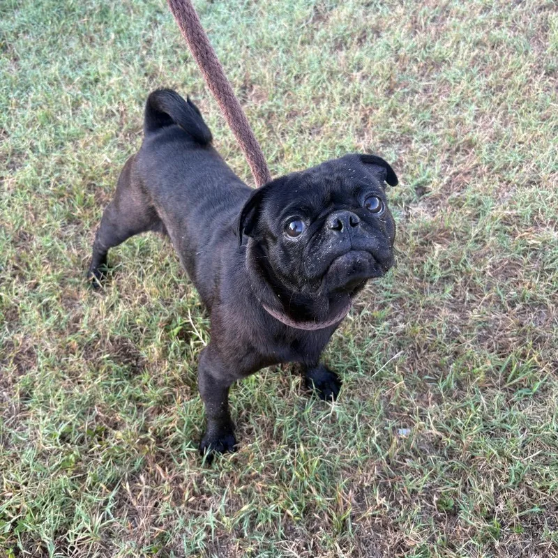 An adult medium-sized male Black Pug dog named Festerdarth D for adoption in Corsicana, TX