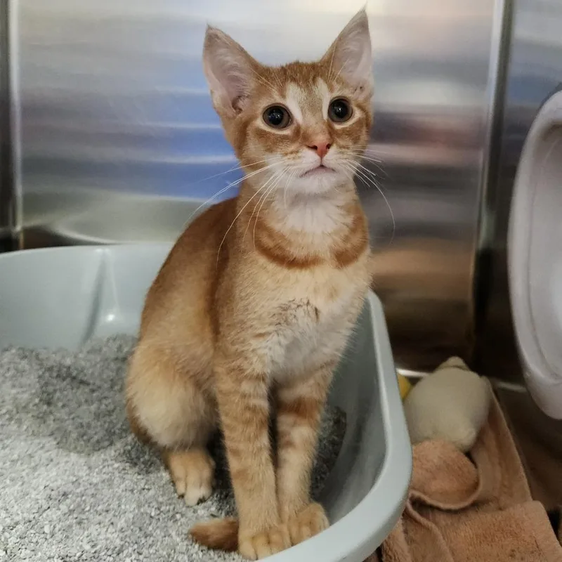 A baby small-sized male Buff / Tan / Fawn Domestic Short Hair cat named Tenrec for adoption in Grand Rapids, MI