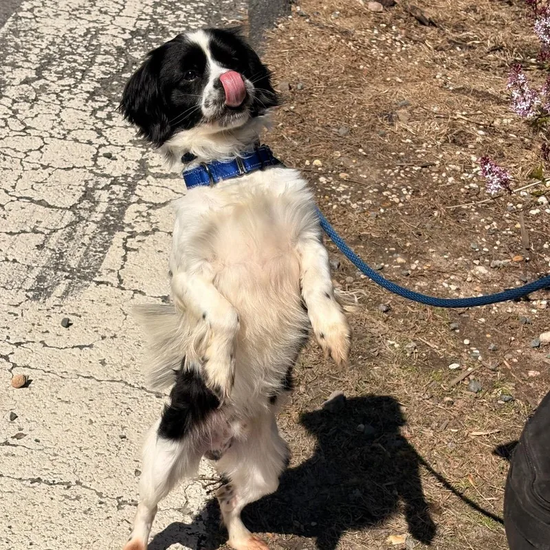 Tommy Pickles thumbnail 3