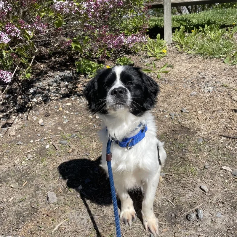 An adult small-sized male Black Mixed Breed dog named Tommy Pickles for adoption in Birdsboro, PA