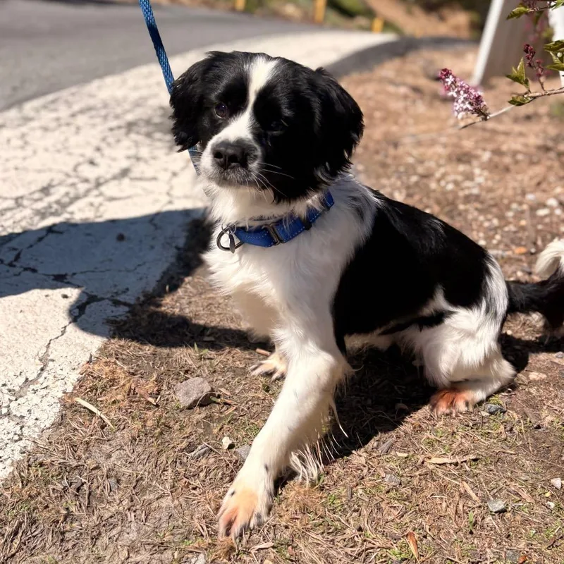 Tommy Pickles thumbnail 4