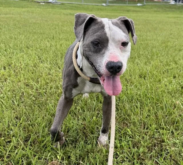An adult large-sized male American Staffordshire Terrier dog named Twin for adoption in Fort Lauderdale, FL
