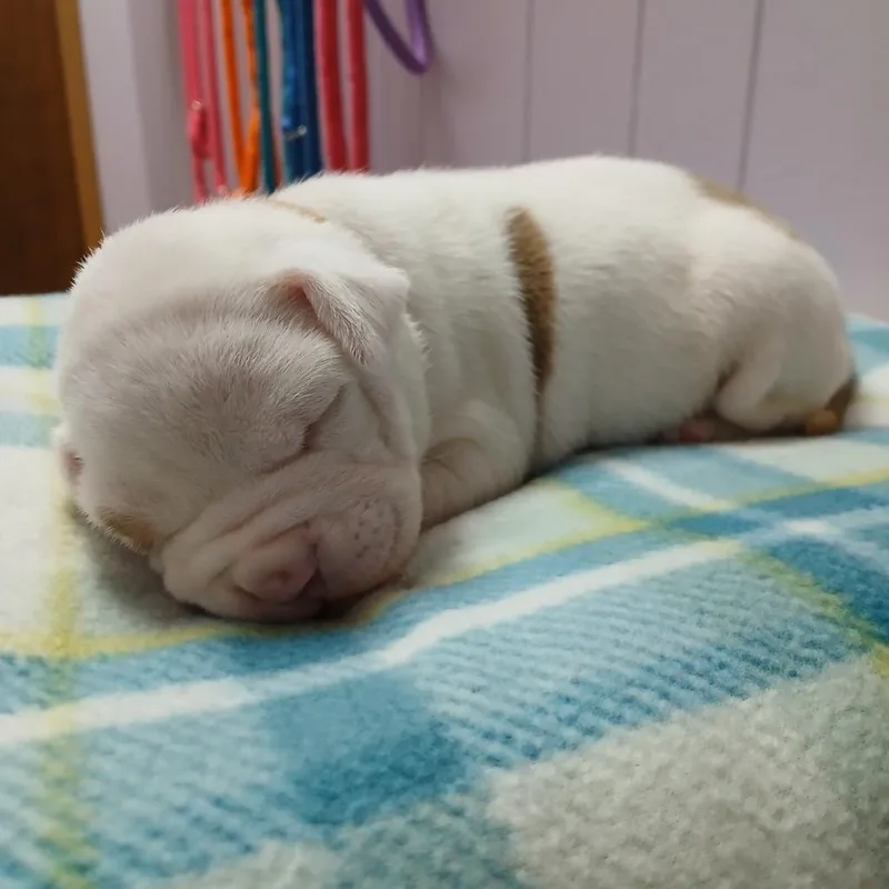 A baby small-sized male Pit Bull Terrier dog named Philip for adoption in Utica, MI