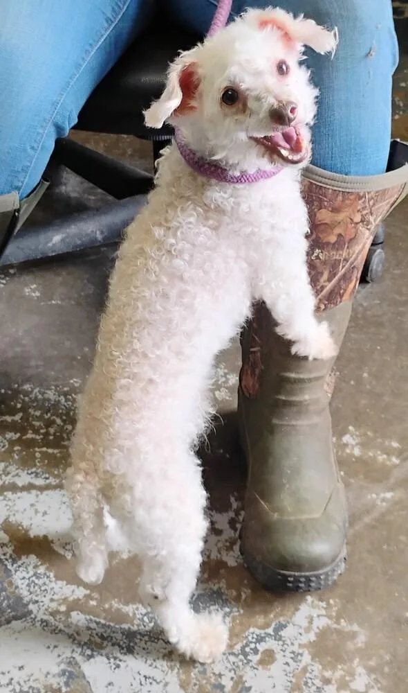 A senior small-sized male White / Cream Poodle dog named Max for adoption in New Lexington, OH