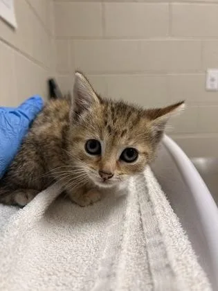 A baby small-sized female Domestic Short Hair cat named Petunia for adoption in Fairfax, VA