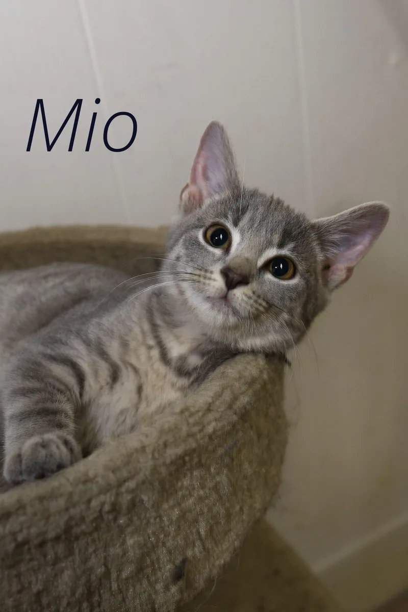 Mio
