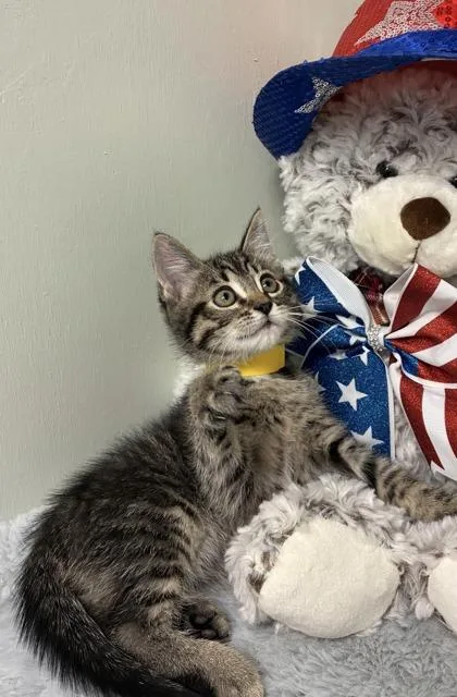 A baby medium-sized male Domestic Short Hair cat named Wolfie for adoption in Picayune, MS