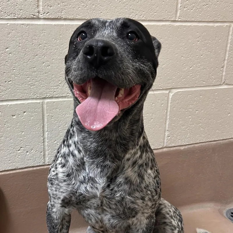 An adult medium-sized male Black Australian Cattle Dog / Blue Heeler dog named Smudge for adoption in Reno, NV