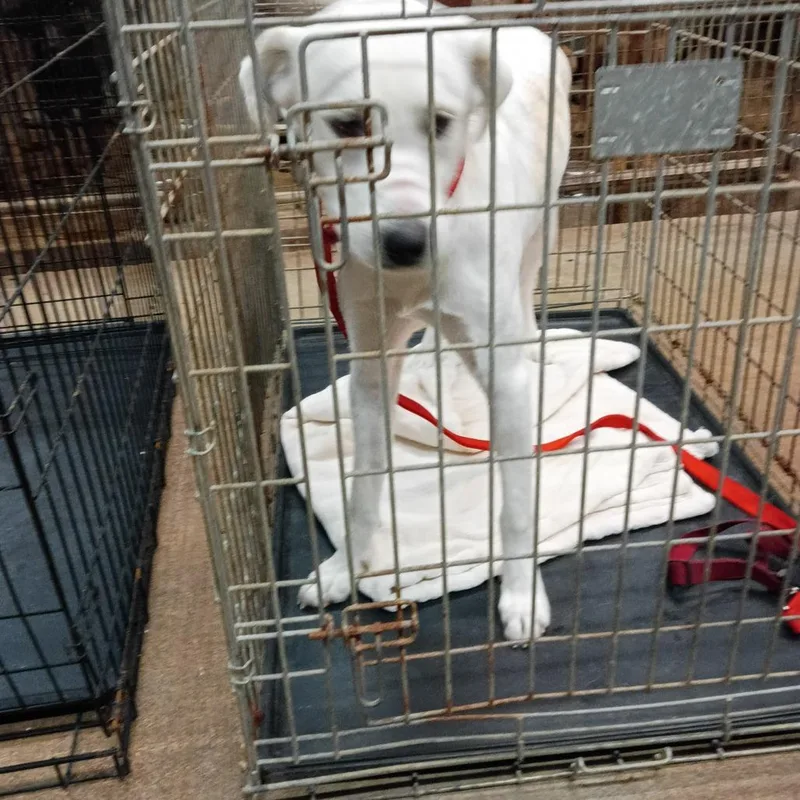 A young medium-sized male White / Cream Yellow Labrador Retriever dog named Milo D for adoption in Corsicana, TX