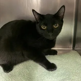 A young medium-sized female Black Domestic Short Hair cat named May for adoption in Bellingham, WA