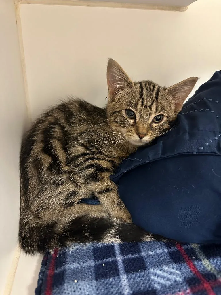 A baby small-sized male Domestic Short Hair cat named Zig Zag for adoption in Johnson City, TN