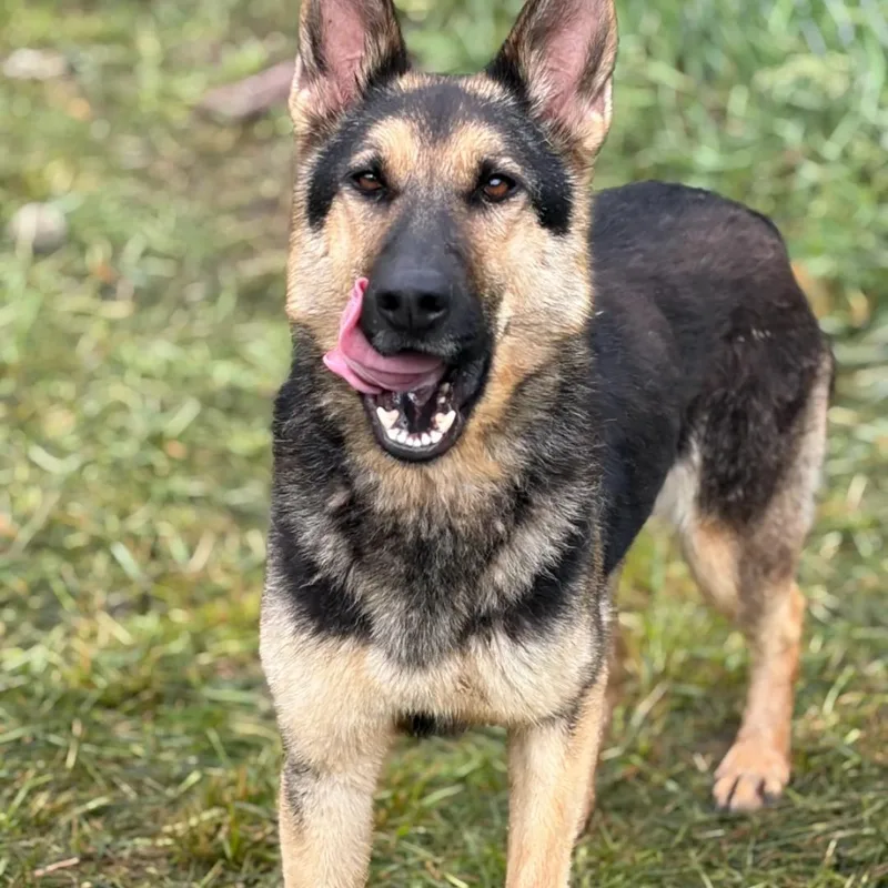 An adult large-sized female Black German Shepherd Dog dog named Elvira for adoption in Hazard, KY
