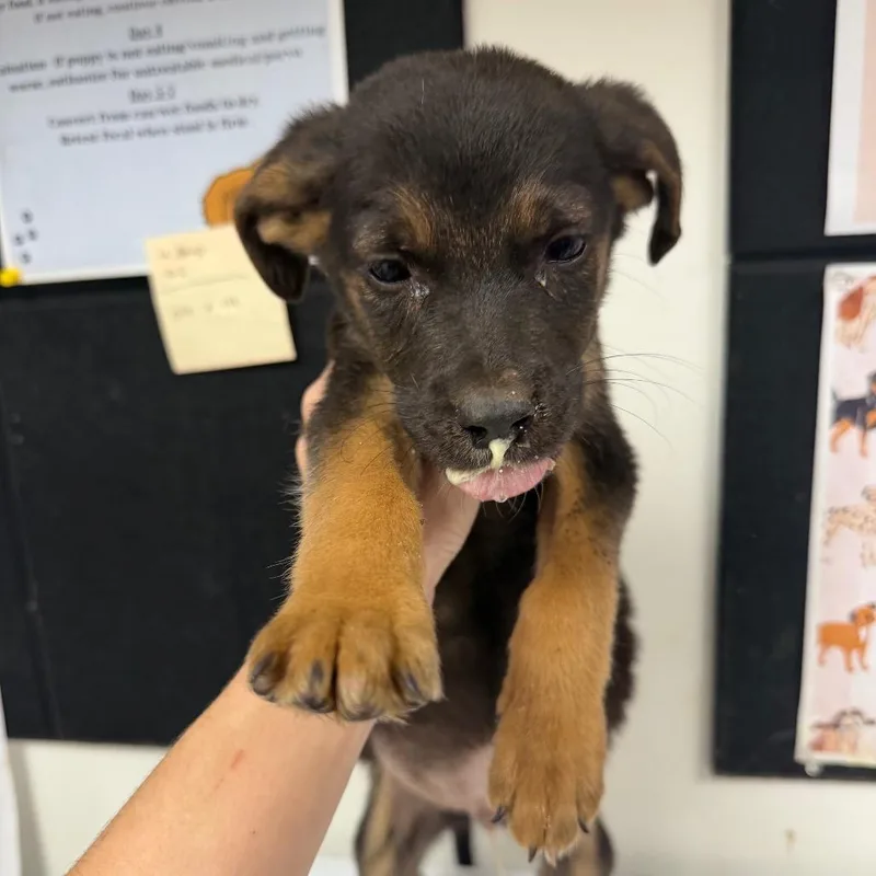 A baby small-sized male Shepherd dog named Larsen for adoption in Parrish, AL