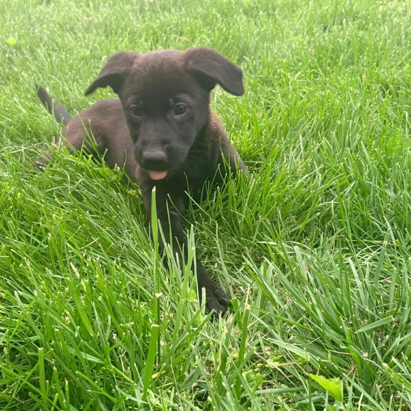 A baby large-sized female Yellow / Tan / Blond / Fawn Retriever dog named Ivy Nile for adoption in Fredericksburg, VA