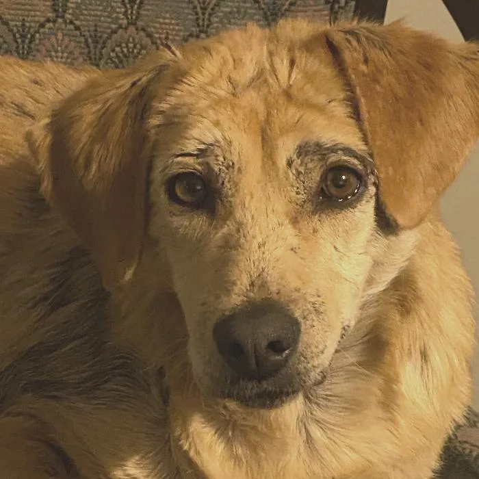 Daisy Hill thumbnail 6