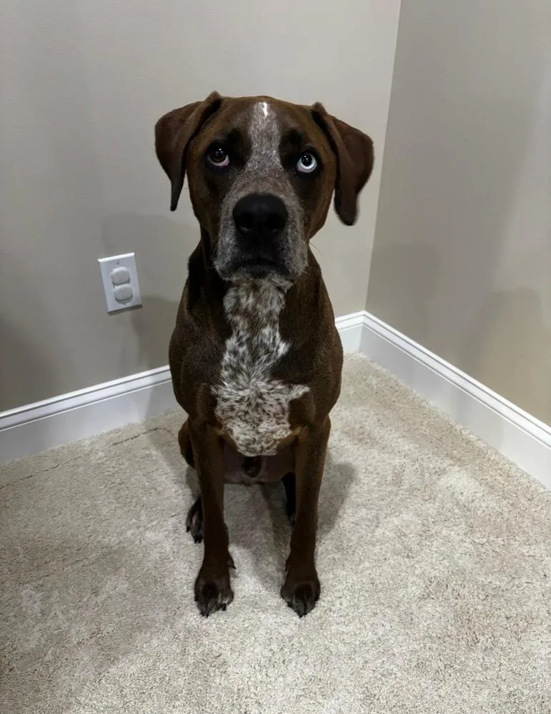 An adult large-sized male Redbone Coonhound dog named Ra Paws : Rafe for adoption in Aurora, IN