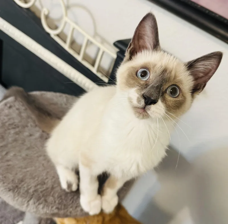 A baby small-sized female Siamese cat named Minnow for adoption in Wasilla, AK