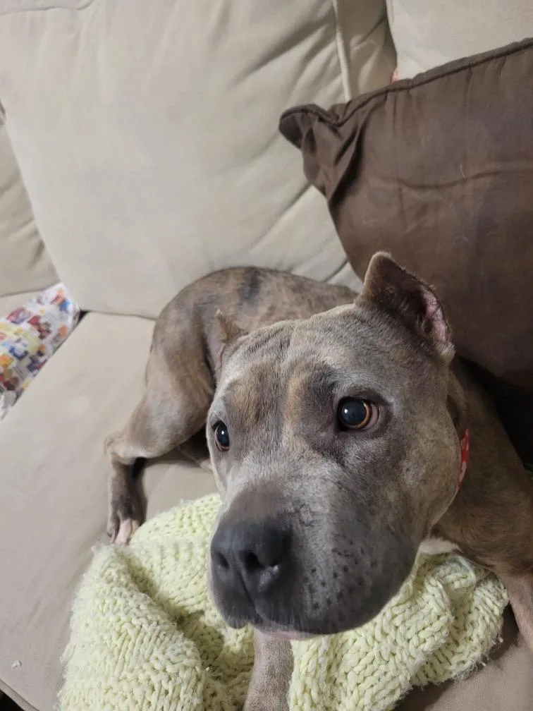 Jelly Bean thumbnail 2