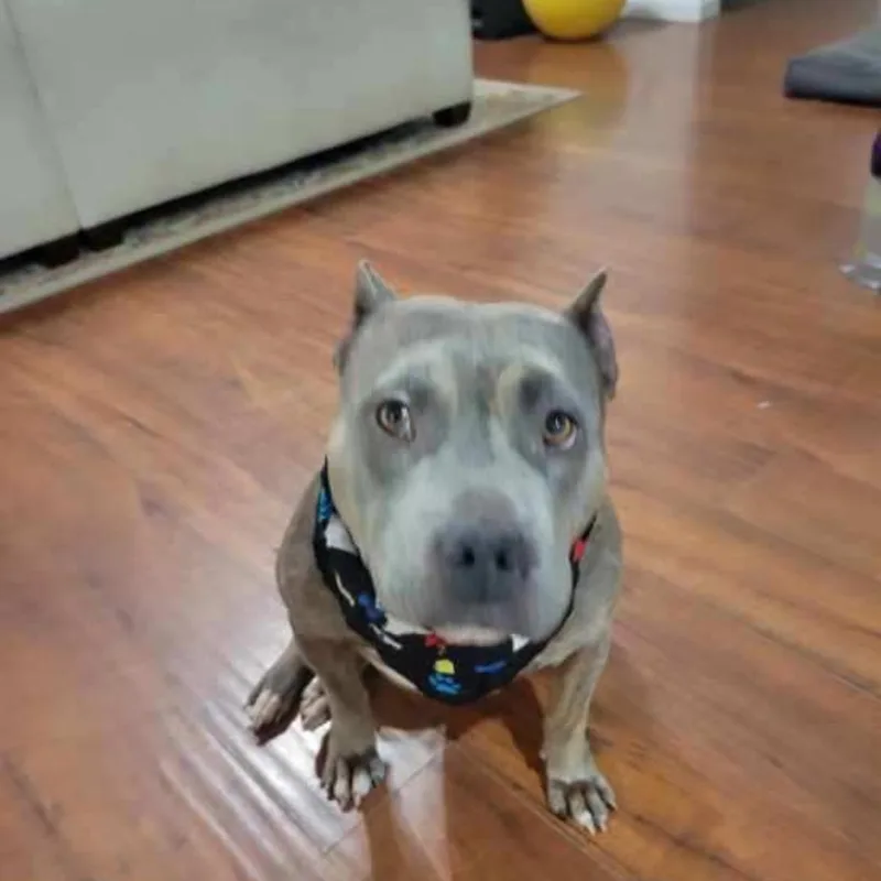 Jelly Bean thumbnail 3