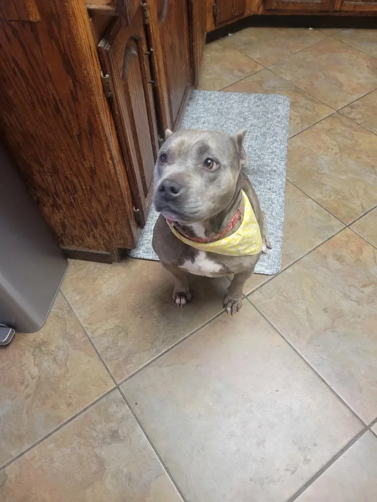 Jelly Bean thumbnail 4