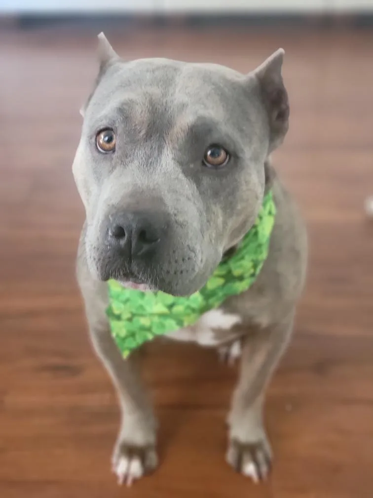 Jelly Bean thumbnail 5