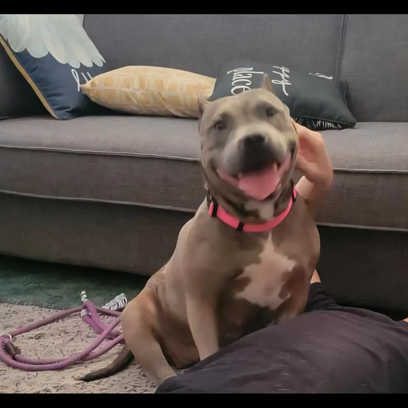 Jelly Bean thumbnail 6