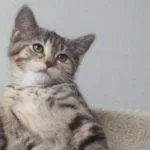A young medium-sized female Tabby (Brown / Chocolate) Tabby cat named Empire for adoption in Green Valley, AZ