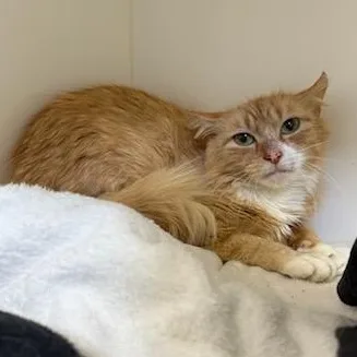 A young small-sized female Tabby (Orange / Red) Domestic Medium Hair cat named Hummus for adoption in Manassas, VA